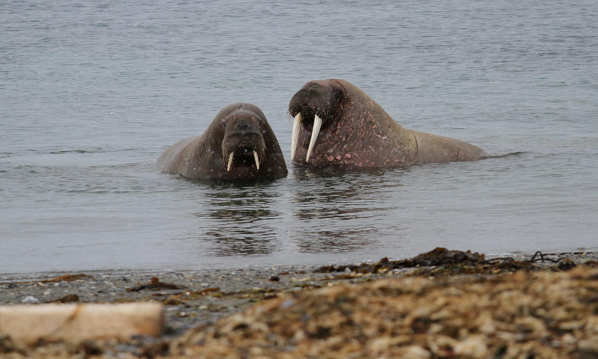 Walrosse auf Spitzbergen